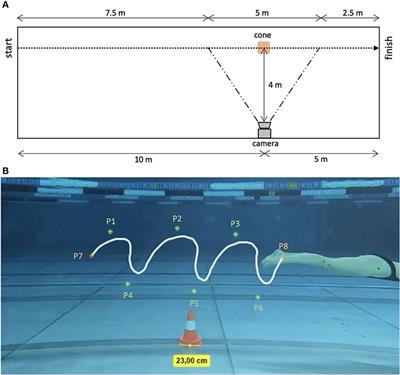 Ankle joint flexibility affects undulatory underwater swimming speed